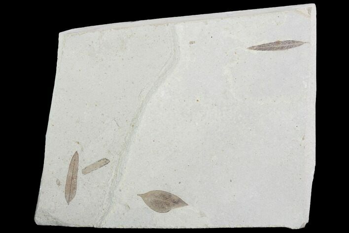 Four Fossil Leaves - Green River Formation, Utah #99734
